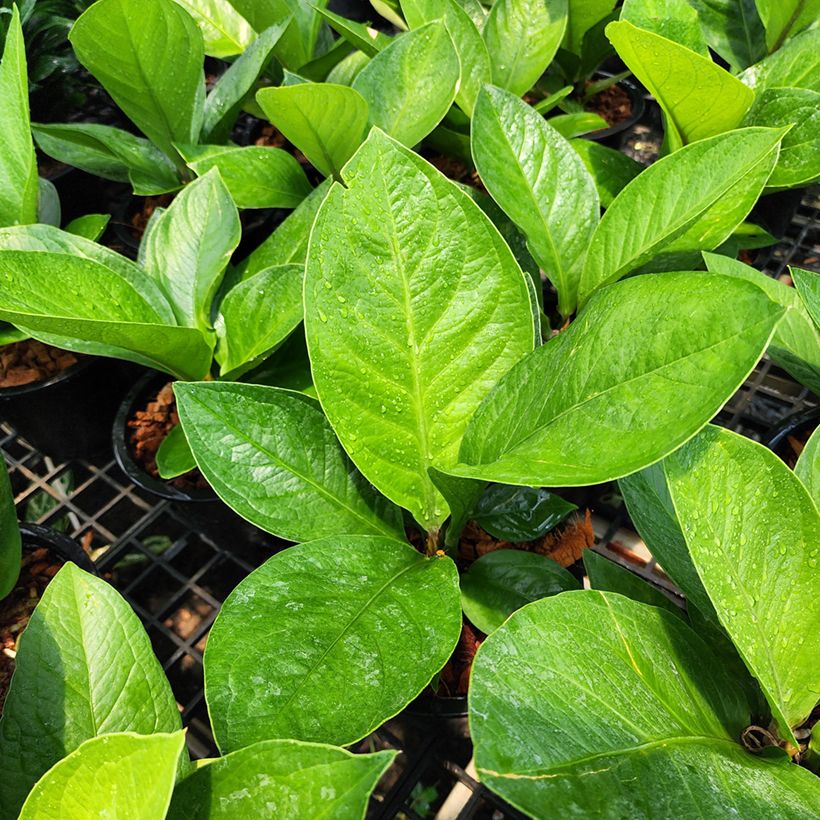 Anthurium jenmanii Green Jady - Anturio (Follaje)