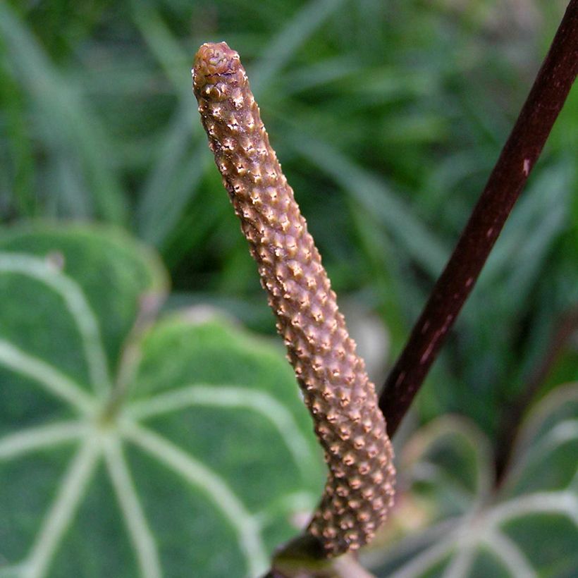 Anthurium magnificum - Anturio (Floración)