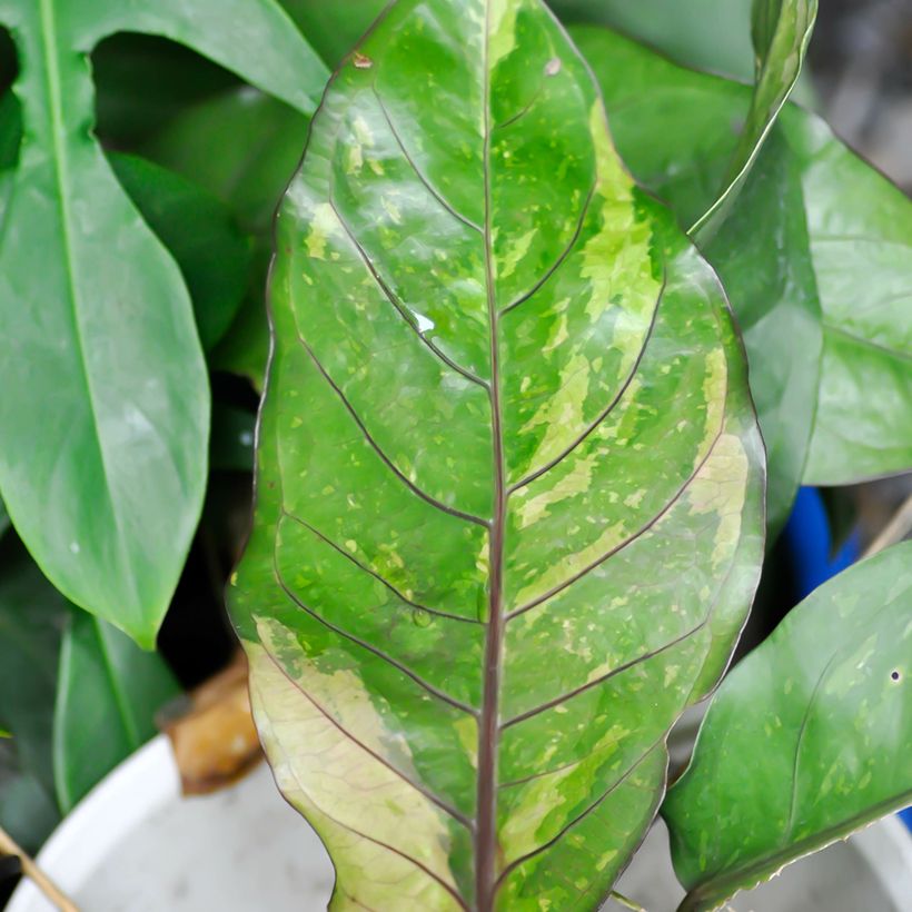 Anthurium Renaissance Variegata - Anturio (Follaje)