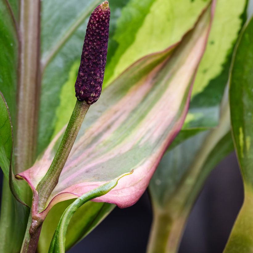 Anthurium Renaissance Variegata - Anturio (Floración)