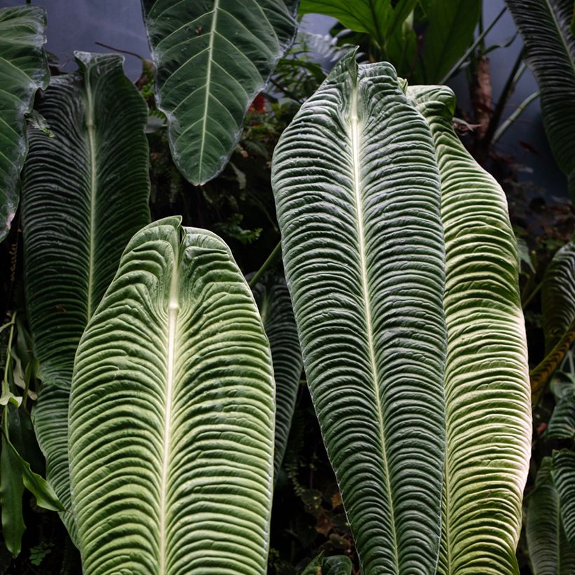 Anthurium veitchii Narrow - Anturio (Follaje)