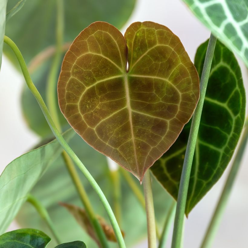 Anthurium clarinervium - Anturio (Follaje)