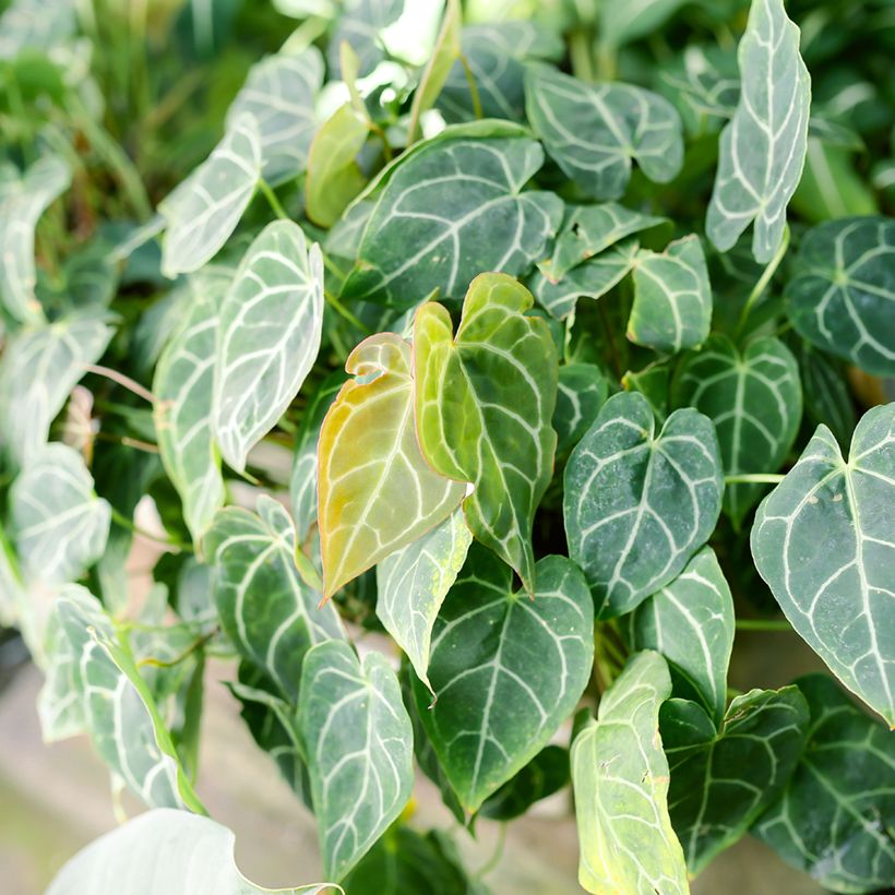 Anthurium crystallinum - Anturio (Follaje)