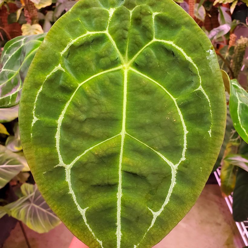 Anthurium forgetii - Anturio (Follaje)