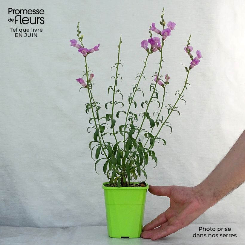 Ejemplar de Antirrhinum Pretty in Pink Maceta de 8/9 cm entregado en verano