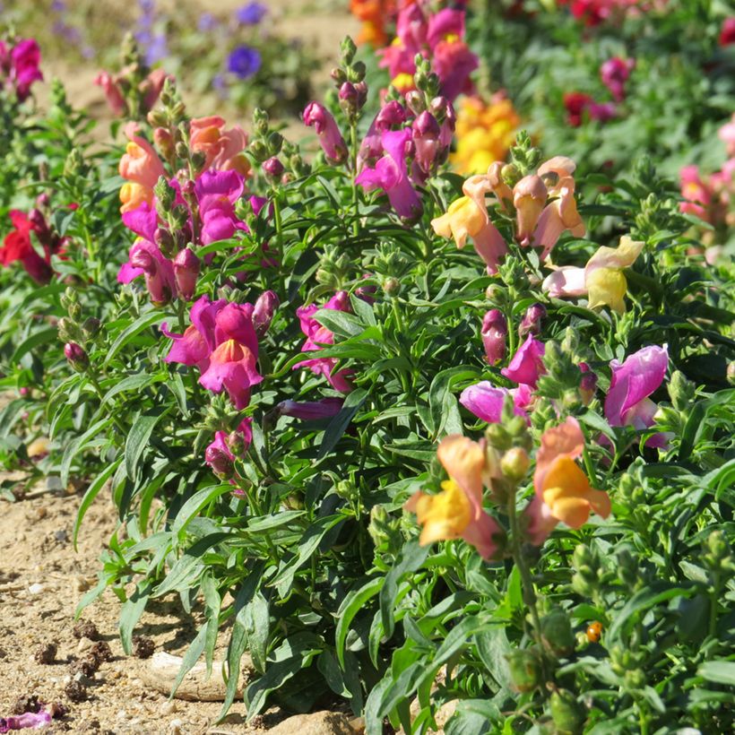 Antirrhinum Emerald Isles (Porte)