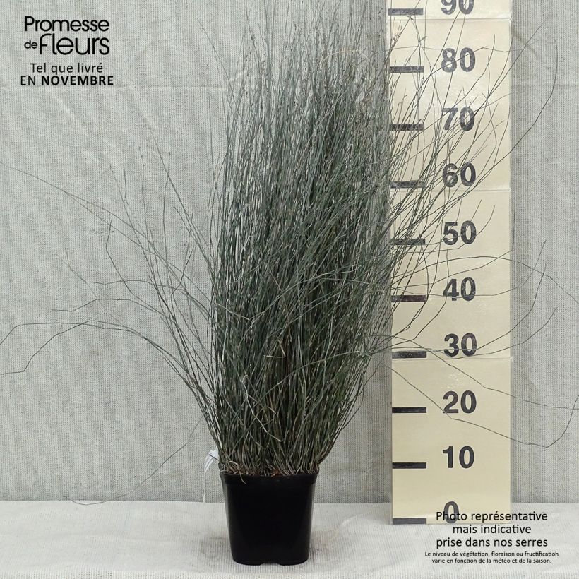 Ejemplar de Apodasmia similis - Oioi Maceta 2L/3L entregado en otoño