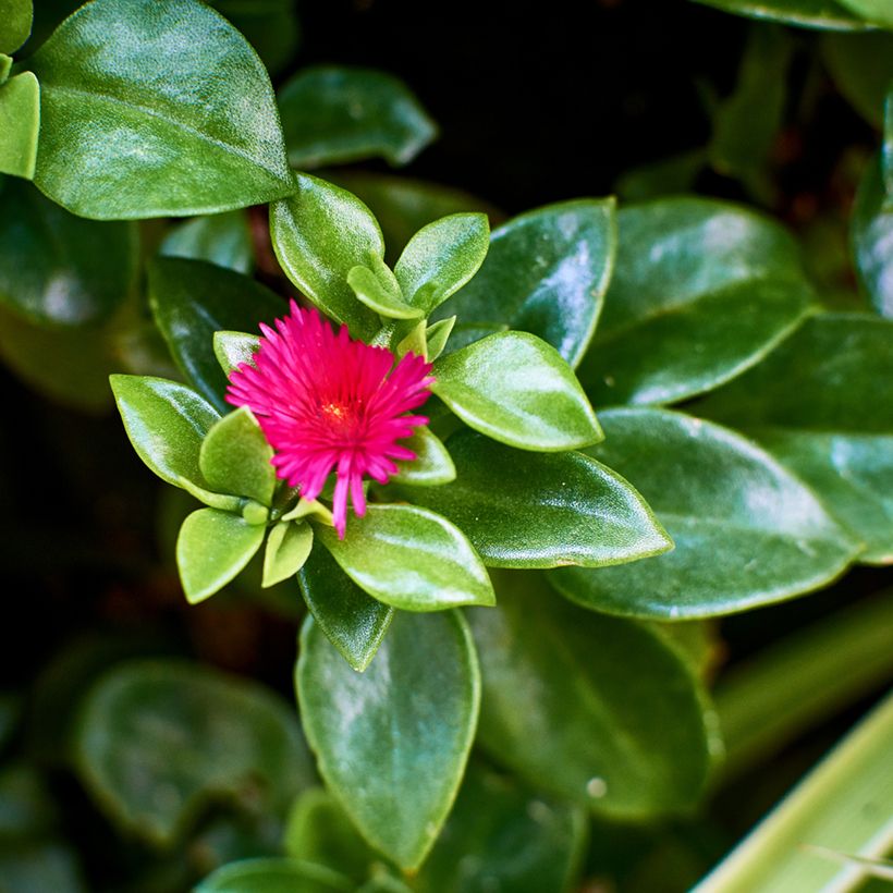 Aptenia cordifolia - Rocío (Follaje)