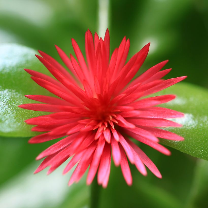 Aptenia cordifolia - Rocío (Floración)