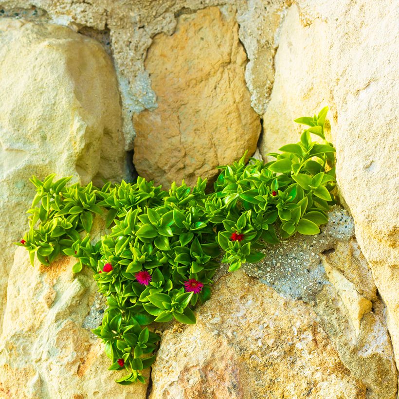 Aptenia cordifolia - Rocío (Porte)