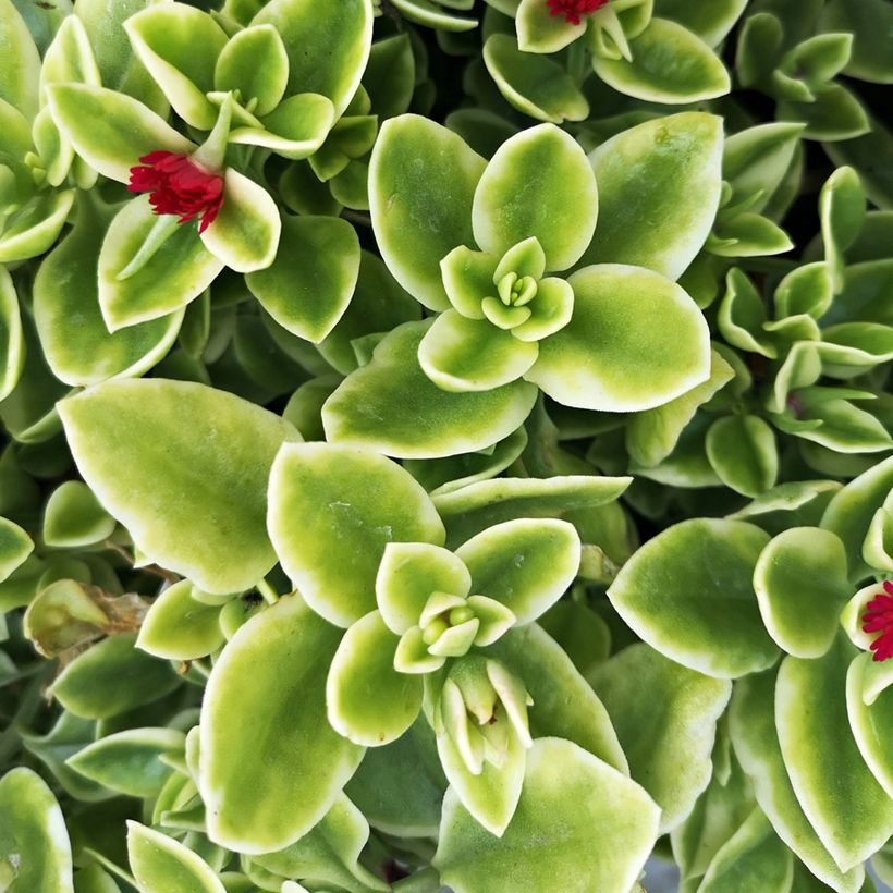 Aptenia cordifolia Variegata (Follaje)