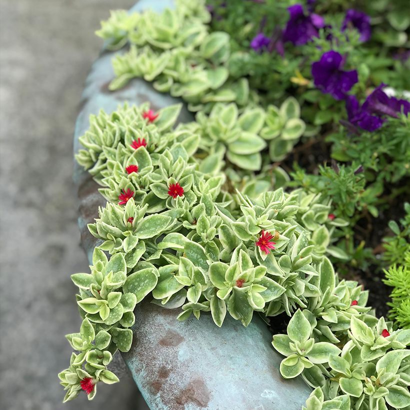 Aptenia cordifolia Variegata (Porte)