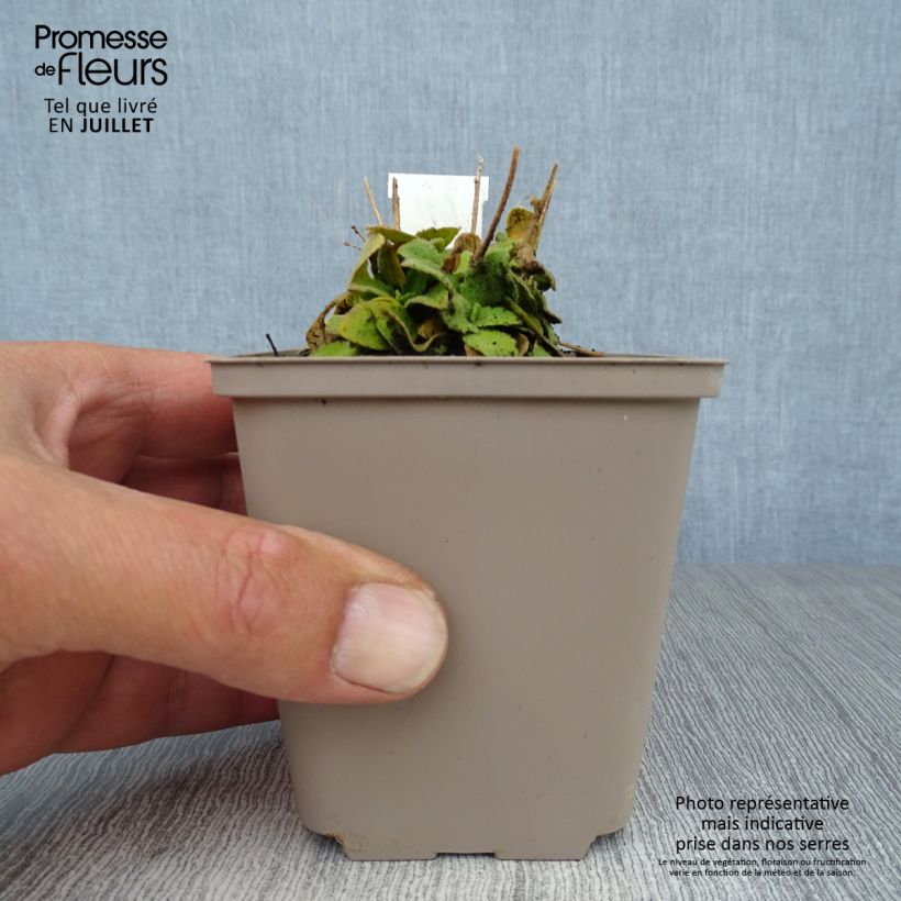 Ejemplar de Arabis blepharophylla Frühlingzauber - Arabette de Californie Godet de 9cm entregado en verano