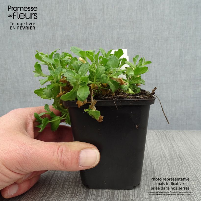 Arabis caucasica Hedi Maceta de 8/9 cm Ejemplar entregado en invierno