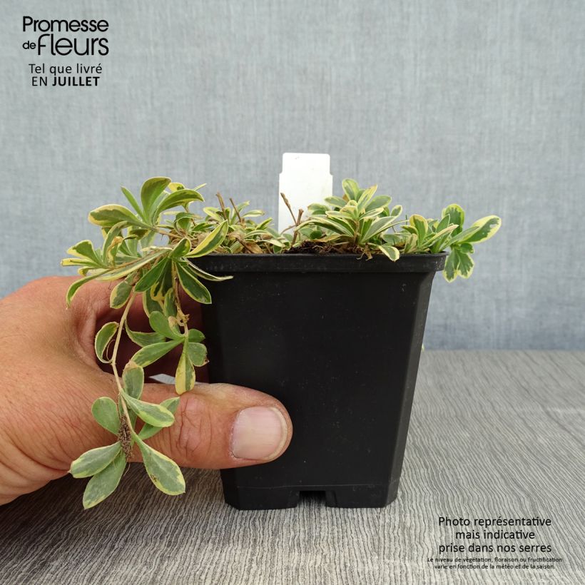 Ejemplar de Arabis ferdinandi-coburgii Variegata Maceta de 8/9 cm entregado en verano