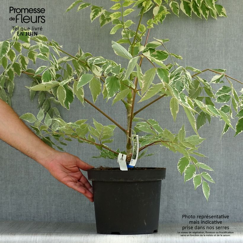 Ejemplar de Arbol de angélica japonés - Aralia elata Silver Umbrella Maceta 7,5L/10L entregado en verano