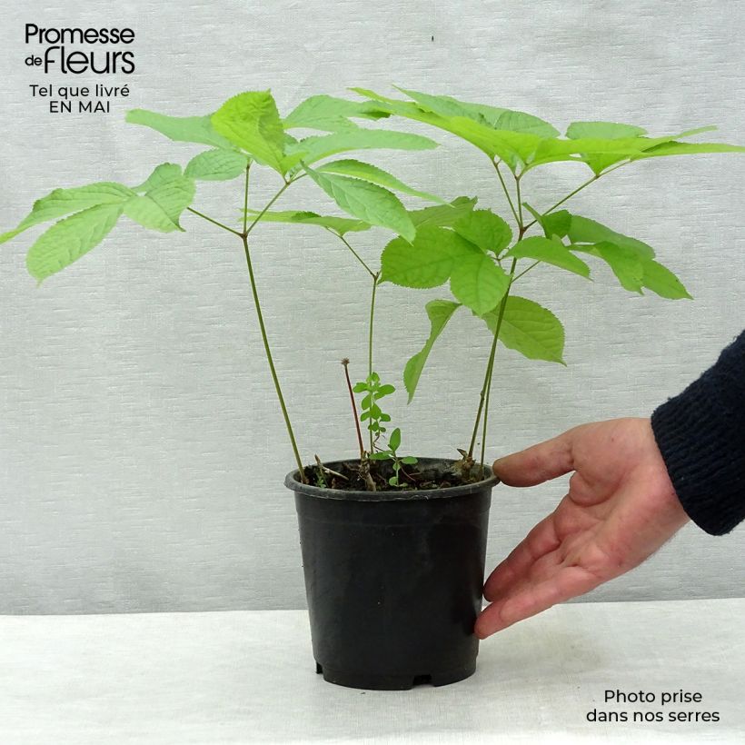 Aralia nudicaulis - Aralie à tige nue Pot de 2L/3L Ejemplar entregado en la primavera