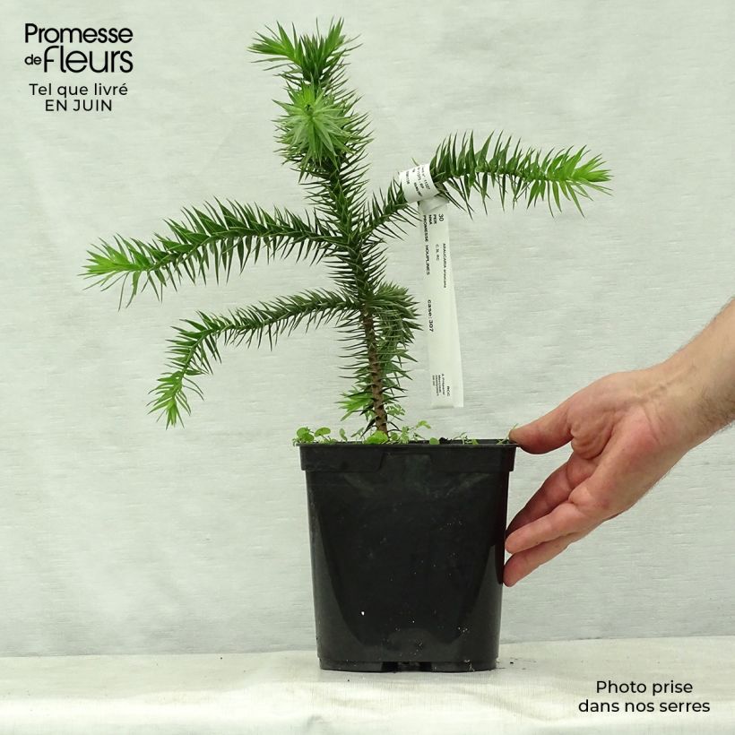 Ejemplar de Araucaria araucana - Araucana Maceta 3L/4LAltura de entrega aprox. 20/30cm entregado en verano