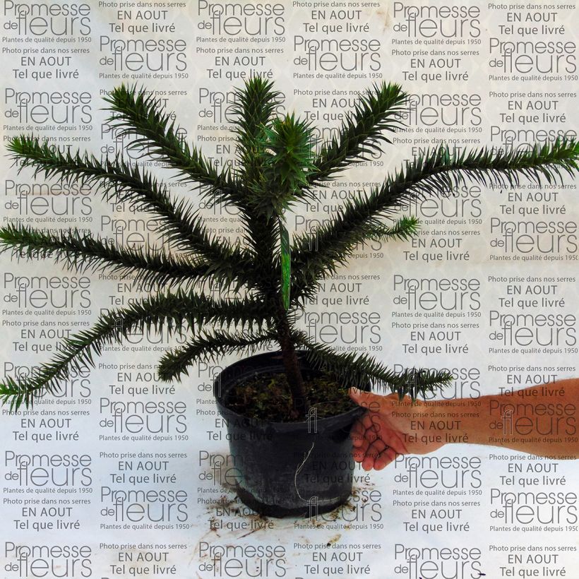 Ejemplo de ejemplar de Araucaria araucana - Araucana Maceta 4L/5LAltura de entrega aprox. 30/40cm tal y como se entrega