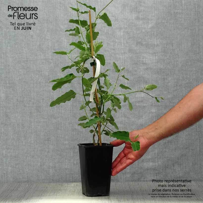 Ejemplar de Araujia sericifera Alba - Plante cruelle Pot de 1L/1,5LHauteur livrée env. 20/40cm entregado en verano