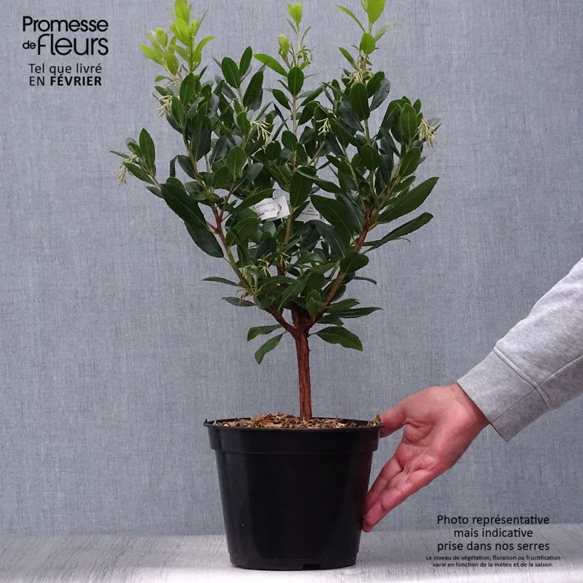 Ejemplar de Madroño Atlantic - Arbutus unedo Maceta 4L/5L, Formación arbustiva entregado en otoño