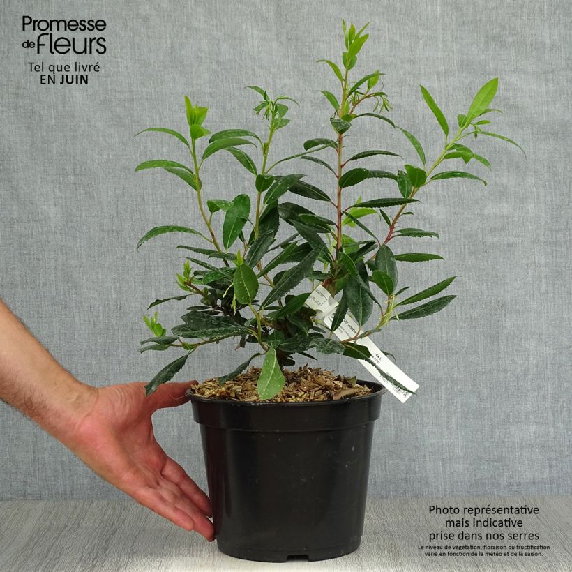 Ejemplar de Madroño Atlantic - Arbutus unedo Maceta 4L/5L, Formación arbustivaAltura de entrega aprox. 40/50cm entregado en verano