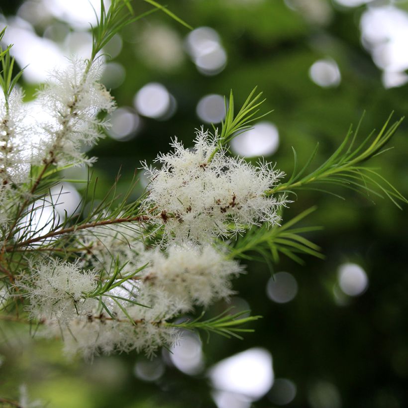 Árbol de té - Melaleuca alternifolia (Floración)
