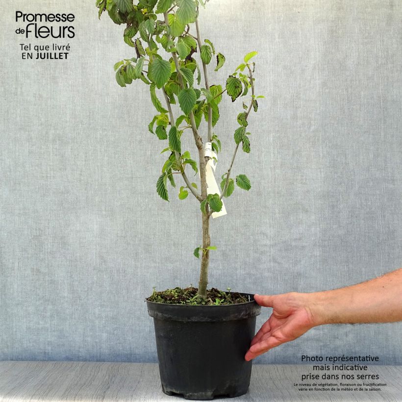 Ejemplar de Davidia involucrata - Árbol de los pañuelos Maceta 7,5L/10LAltura de entrega aprox. 80/100cm entregado en verano