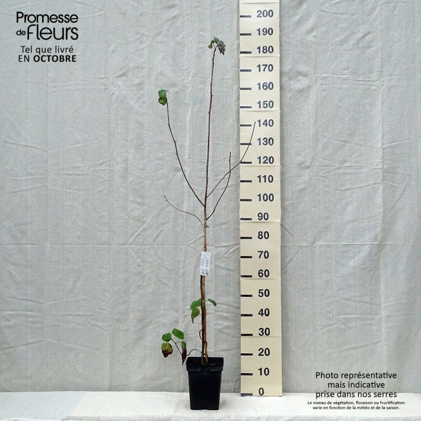 Ejemplar de Davidia involucrata - Árbol de los pañuelos Maceta 4L/5L entregado en otoño