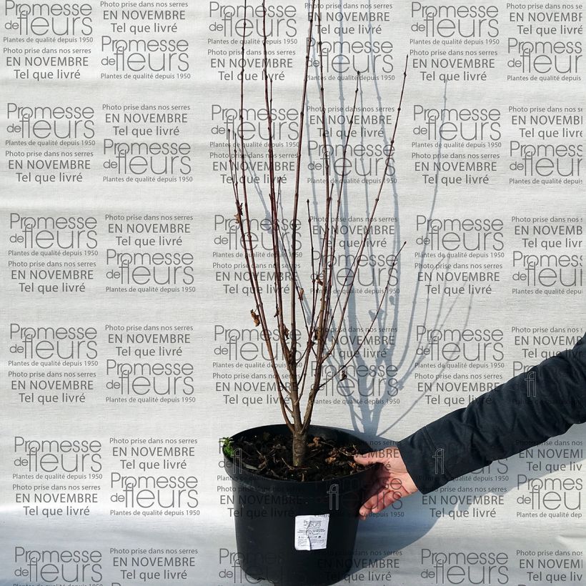 Ejemplo de ejemplar de Cercidiphyllum japonicum Rotfuchs - Katsura Maceta 12L/15LAltura de entrega aprox. 90+cm tal y como se entrega