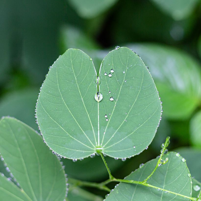 Árbol orquídea - Bauhinia purpurea (Follaje)