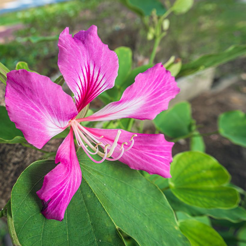 Árbol orquídea - Bauhinia purpurea (Floración)