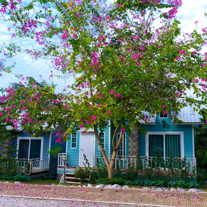 Árbol orquídea - Bauhinia purpurea (Porte)