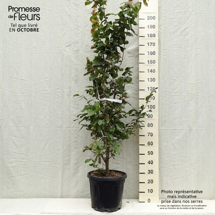 Ejemplar de Parrotia persica - Árbol de hierro Maceta 30L/35L entregado en otoño