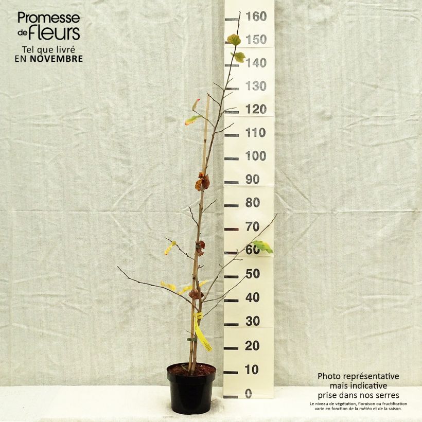 Ejemplar de Parrotia persica - Árbol de hierro Maceta 3L/4L entregado en otoño