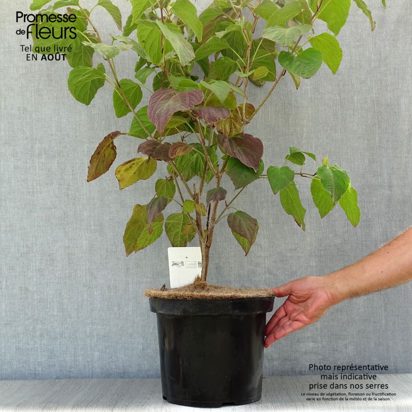 Ejemplar de Clerodendrum trichotomum - Arbol del destino Maceta 7,5L/10LAltura de entrega aprox. 80/100cm entregado en verano