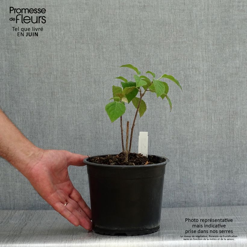 Ejemplar de Clerodendrum trichotomum - Arbol del destino Maceta 3L/4LAltura de entrega aprox. 20/30cm entregado en verano