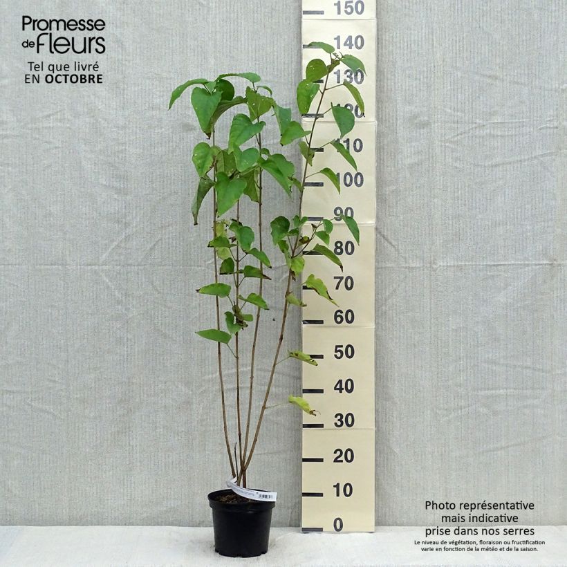 Ejemplar de Clerodendrum trichotomum Fargesii - Arbol del destino Maceta 3L/4L entregado en otoño