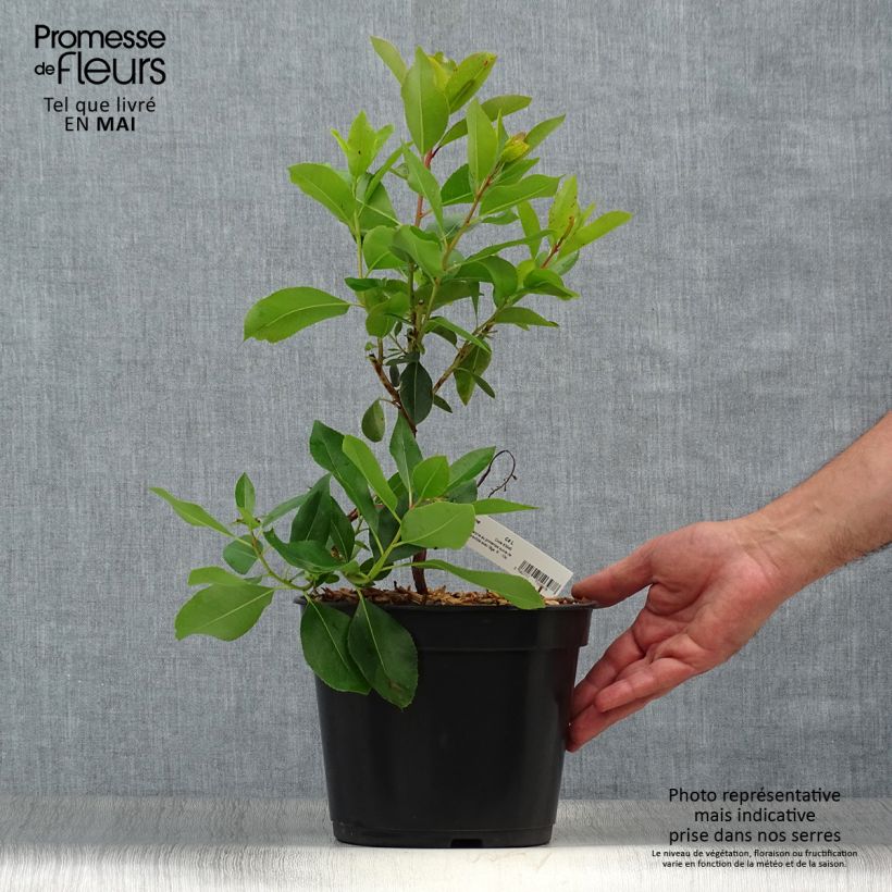 Madroño - Arbutus andrachne Maceta 4L/5LAltura de entrega aprox. 30/40cm Ejemplar entregado en la primavera
