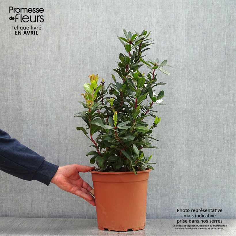 Madroño - Arbutus unedo Maceta 7,5L/10LAltura de entrega aprox. 60/80cm Ejemplar entregado en la primavera