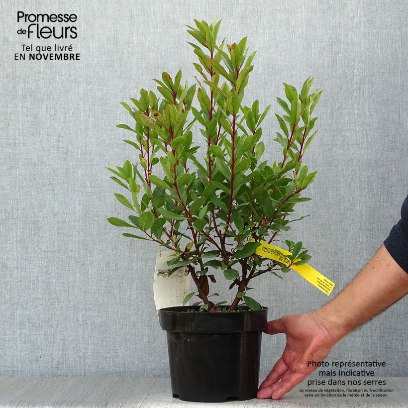 Ejemplar de Madroño - Arbutus unedo Maceta 2L/3L entregado en otoño