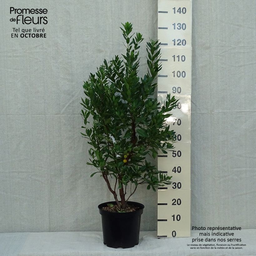 Ejemplar de Madroño - Arbutus unedo Compacta Maceta 7,5L/10L entregado en otoño