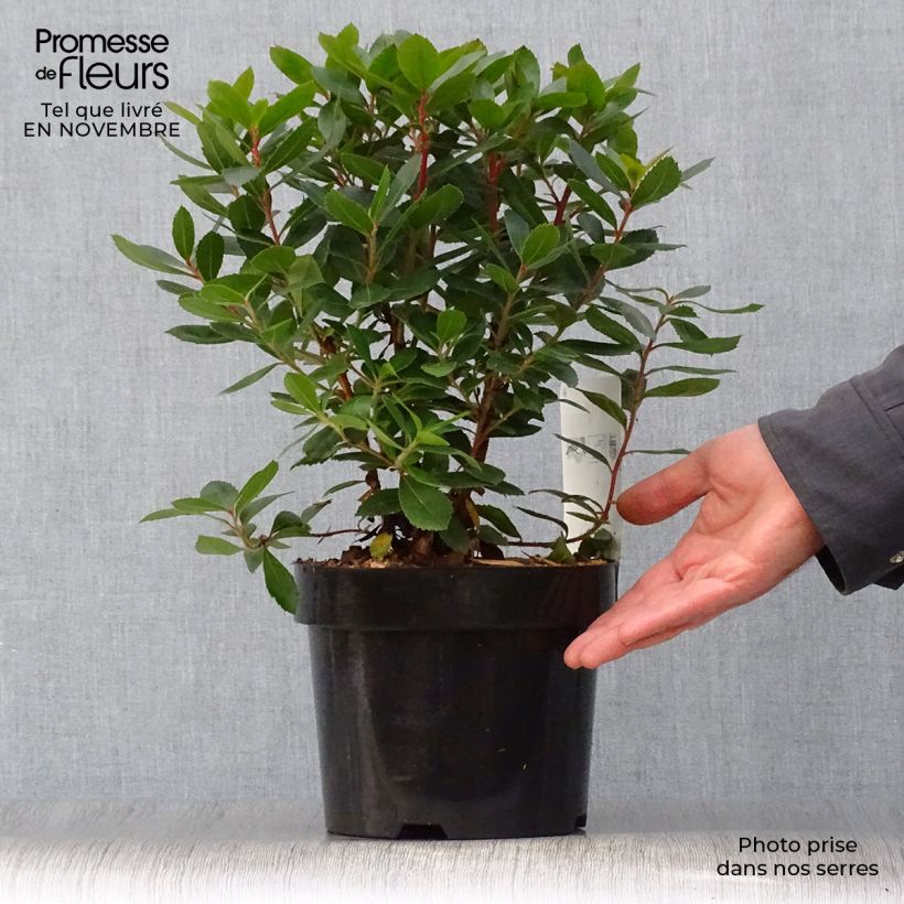 Ejemplar de Madroño - Arbutus unedo Compacta Maceta 2L/3L entregado en otoño