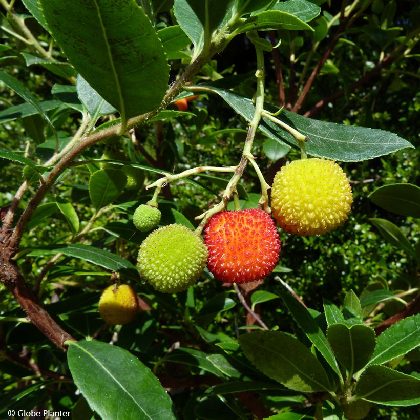 Arbutus unedo Peace and Love - Madroño (Cosecha)