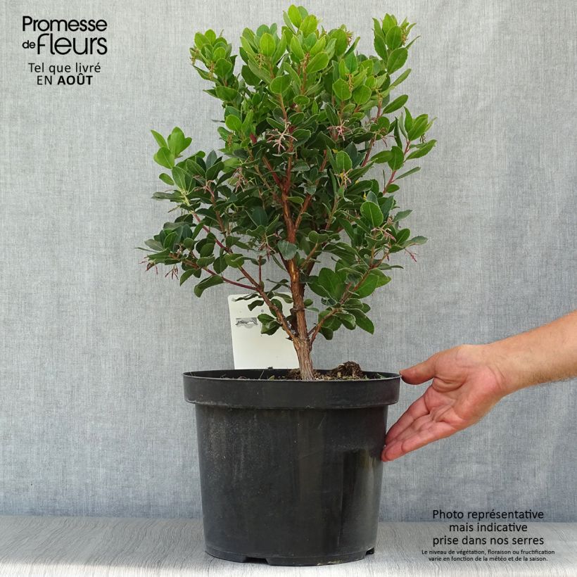 Ejemplar de Madroño - Arbutus unedo Rubra Maceta 7,5L/10LAltura de entrega aprox. 60/70cm entregado en verano