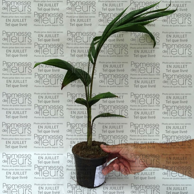 Ejemplar de Palmera de Cunningham - Archontophoenix cunninghamiana Maceta de 12 cm / 13 cmAltura de entrega aprox. 20/30cm entregado en verano