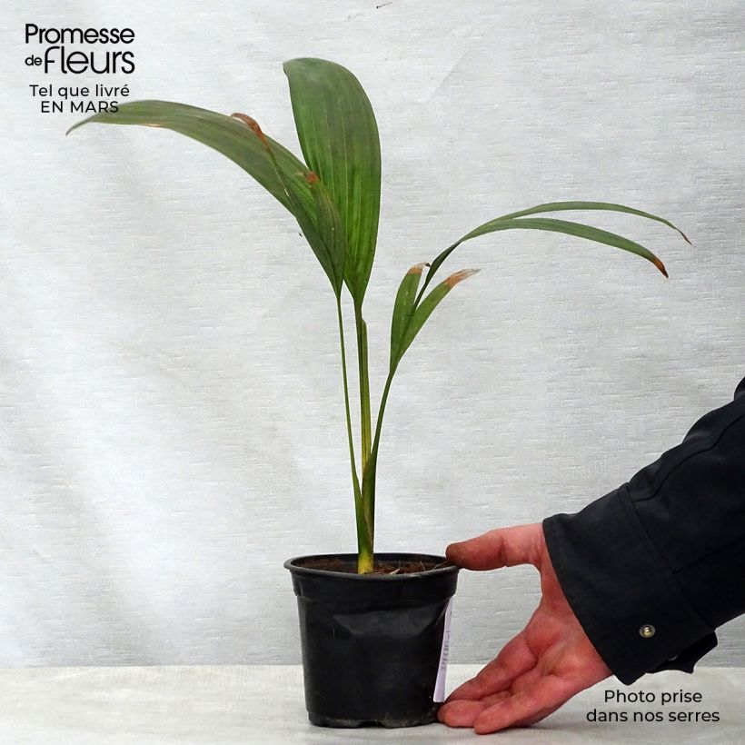 Palmera del Rio Walsh - Archontophoenix maxima Maceta de 12 cm / 13 cmAltura de entrega aprox. 20/30cm Ejemplar entregado en la primavera