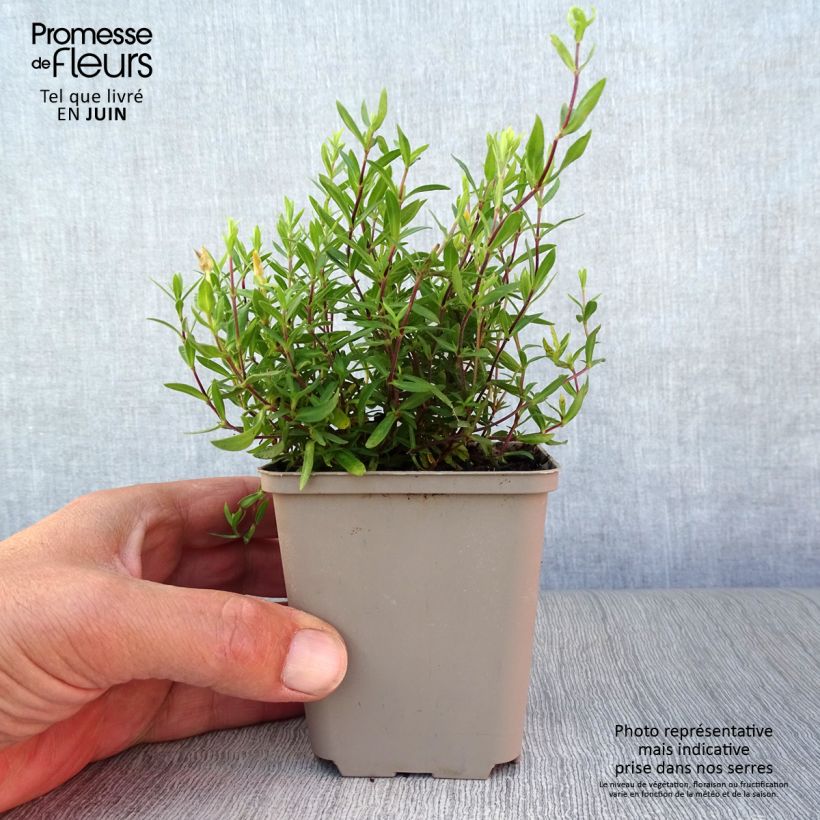 Ejemplar de Arenaria montana - Sabline des Montagnes Godet de 9cm entregado en verano