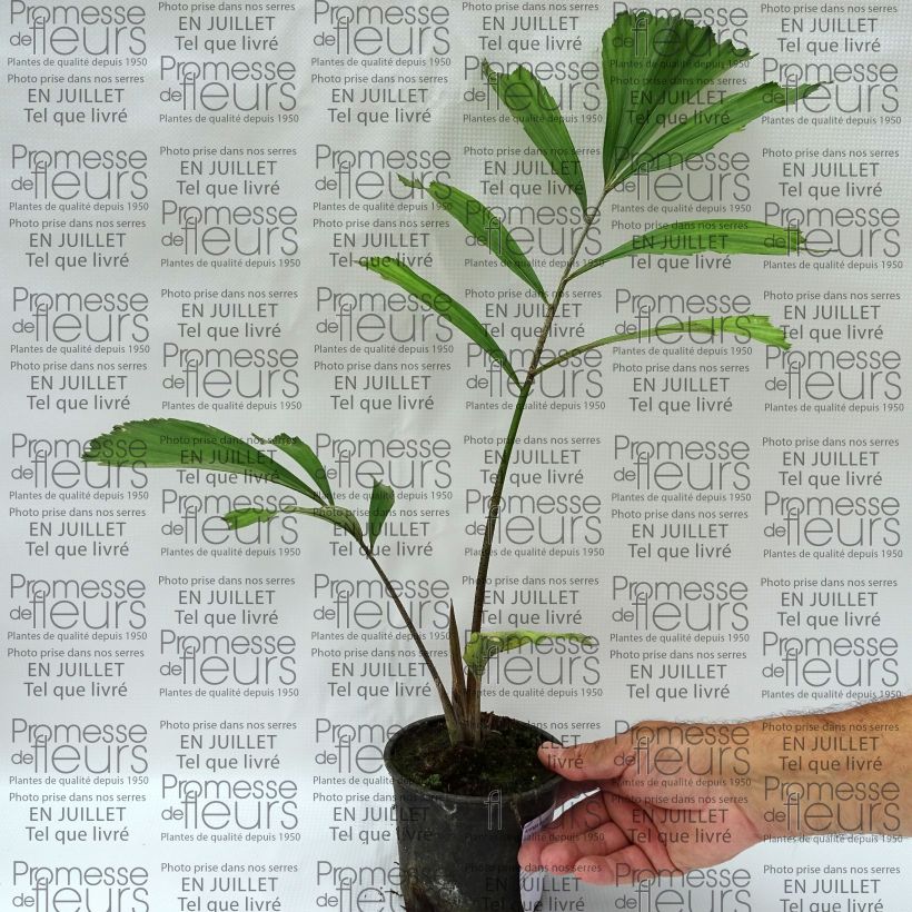 Ejemplar de Arenga englerii - Palmera de Formosa Maceta de 12 cm / 13 cm entregado en verano