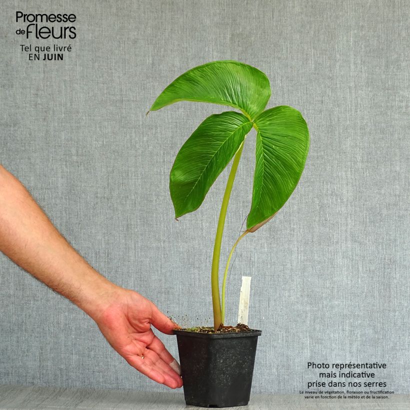 Ejemplar de Arisaema costatum Maceta de 8/9 cm entregado en verano